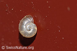 F164484: Kugelige Glasschnecke (Vitrina pellucida)