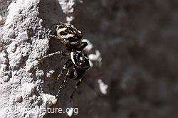 Zebra-Springspinne (F164525)