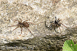 Wolfspinne Pardosa lugubris, Weibchen und Männchen (F164669)