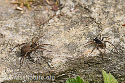 Wolfspinne Pardosa lugubris, Weibchen und Männchen. (F164680)