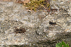 Wolfspinne Pardosa lugubris, Weibchen und Männchen (F164682)