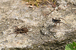 Wolfspinne Pardosa lugubris, Weibchen und Männchen (F164684)