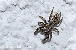 Sitticus pubescens (Springspinne) (F164764) Sitticus pubescens (Springspinne) (F164764)