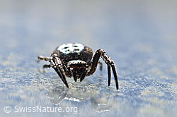Photo: Nuctenea umbratica