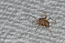 Speispinne (Scytodes thoracica) (F164812)