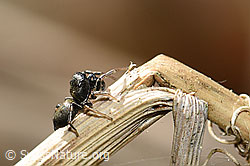 Heliophanus cupreus (Springspinne) auf Grashalm (F164910)
