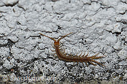 F164914: Steinkriecher (Lithobius forficatus)