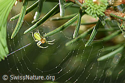 F164919: Kürbisspinne (Araniella cucurbitina) im Radnetz
