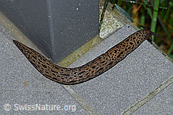 F165000: Grosser Schnegel (Limax maximus)
