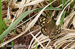 Waldbrettspiel (Pararge aegeria) (F165056)