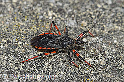 Geringelte Mordwanze (Rhynocoris annulatus) (F165068)