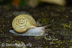F165177: Kleine Glanzschnecke (Aegopinella pura)