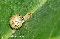 F165187: Kleine Glanzschnecke (Aegopinella pura)