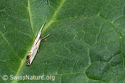 Foto: Plutella porrectella (Schleiermotte)