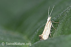 Foto: Plutella porrectella (Schleiermotte)