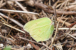Zitronenfalter (Gonepteryx rhamni) (F165222)
