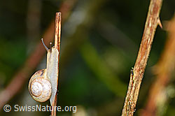 F165243: Kleine Glanzschnecke (Aegopinella pura)
