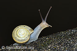 F165265: Kleine Glanzschnecke (Aegopinella pura)