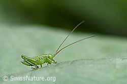 Grünes Heupferd (Tettigonia viridissima) (F165275)