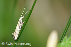 Foto: Plutella porrectella (Schleiermotte)