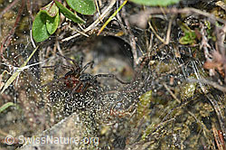 Foto: Labyrinthspinne (Agelena labyrinthica), vor dem Trichter sitzend
