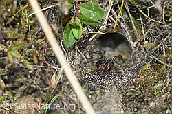 Labyrinthspinne (Agelena labyrinthica) (08.05.2020, F165339)