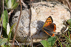 Kleiner Feuerfalter (Lycaena phlaeas) (F165347)