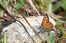 Kleiner Feuerfalter (Lycaena phlaeas) (F165351)