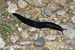 F165355: Schwarzer Schnegel (Limax cinereoniger)