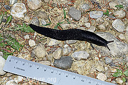 F165356: Schwarzer Schnegel (Limax cinereoniger)