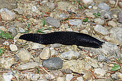 F165357: Schwarzer Schnegel (Limax cinereoniger)
