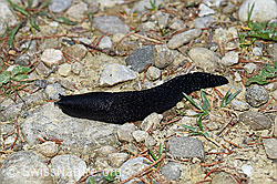 F165358: Schwarzer Schnegel (Limax cinereoniger)