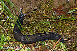 F165388: Schwarzer Schnegel (Limax cinereoniger)
