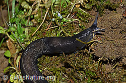 F165390: Schwarzer Schnegel (Limax cinereoniger)
