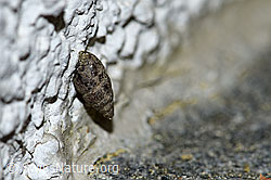 Kleine Turmschnecke ( Merdigera obscura) (F165465)