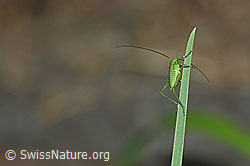 Grünes Heupferd (Tettigonia viridissima) (F165475)
