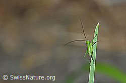 Grünes Heupferd (Tettigonia viridissima) (F165476)