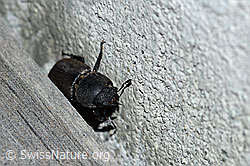 Balkenschröter (Dorcus parallelipipedus) (F165483)