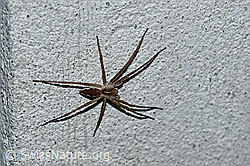 F165486: Listspinne (Pisaura mirabilis)