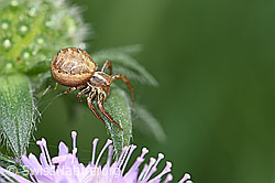 Braune Krabbenspinne (Xysticus cristatus) (F165492)