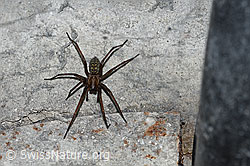 Hauswinkelspinne (Tegenaria domestica) (F165554)
