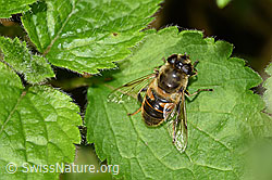Eristalis tenax (F165587)