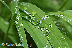 F165598: Wassertropfen auf Grashalmen