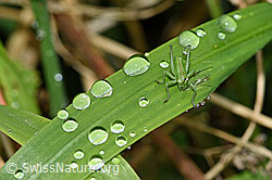 Grünes Heupferd (Tettigonia viridissima) (F165603)