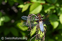 F165627: Plattbauch (Libellula depressa)