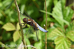 F165632: Plattbauch (Libelle)