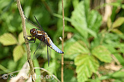 F165635: Plattbauch (Libelle)