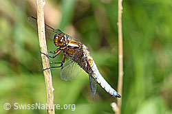 F165638: Plattbauch (Libelle)