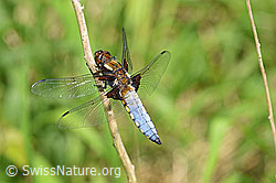 F165642: Plattbauch (Libelle)