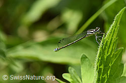 F165646: Blaue Federlibelle